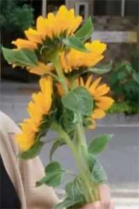 海鸥与红嫁衣全文免费阅读