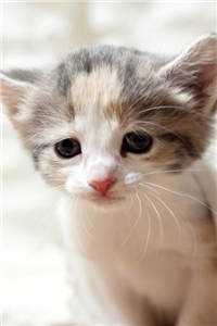 婚书越界完结txt