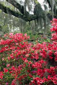 从此候鸟无归期精选